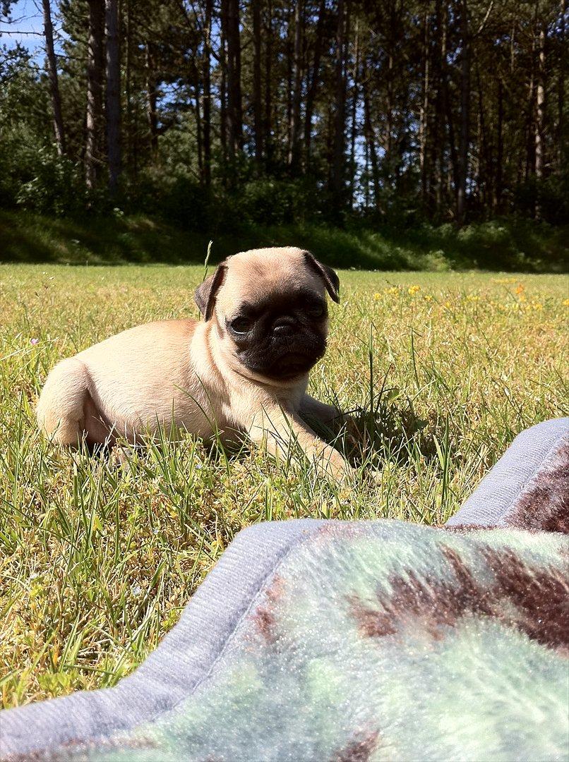 Mops Perzie - 10 uger. billede 9