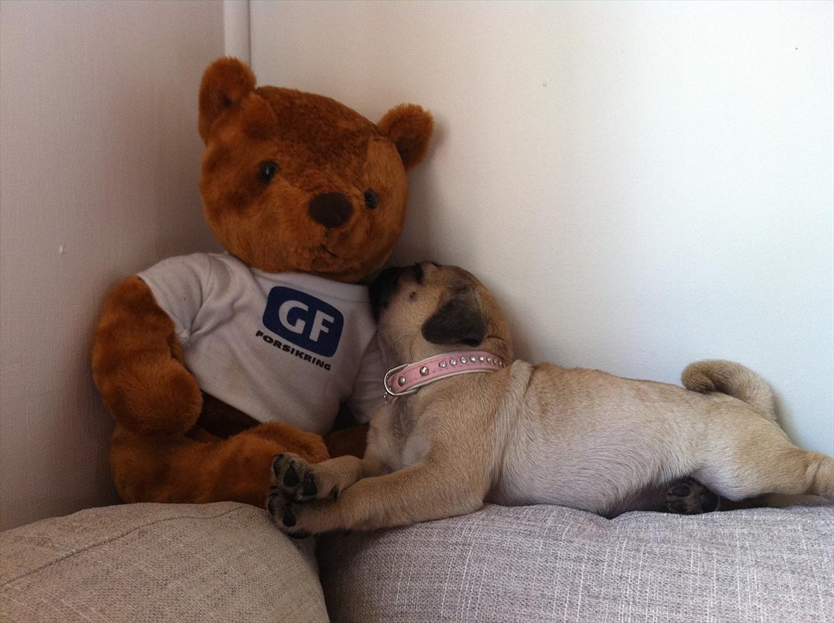 Mops Perzie - 11 uger. billede 3