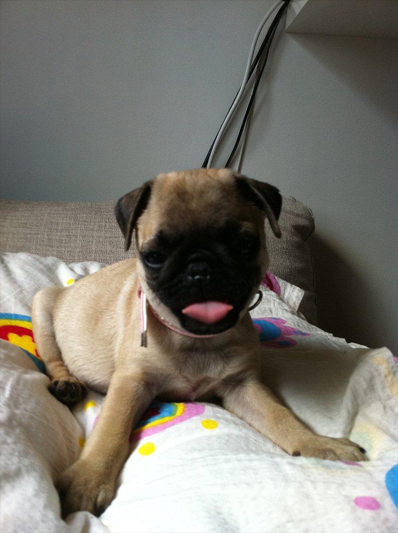 Mops Perzie - 11 uger. billede 6