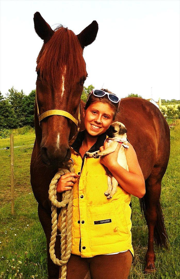 Mops Perzie - mine to guldklumper <3
11 uger. billede 5