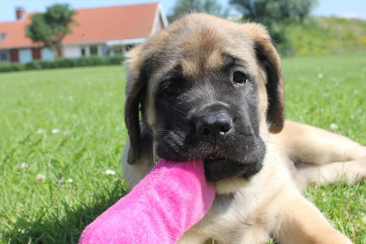 Mastiff Casa de Labranza´s Belicia "Bertha" - 8 uger billede 26