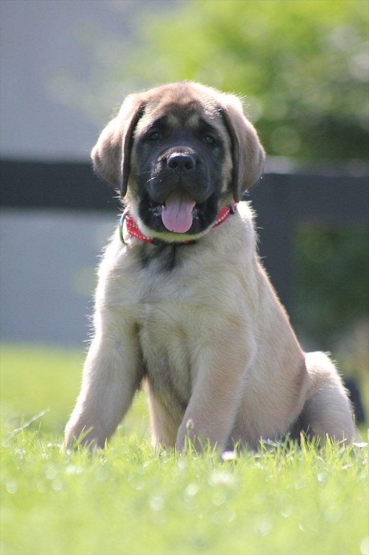 Mastiff Casa de Labranza´s Belicia "Bertha" - 8 uger
 billede 25