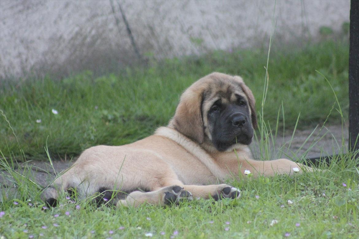 Mastiff Casa de Labranza´s Belicia "Bertha" - 8 uger billede 28
