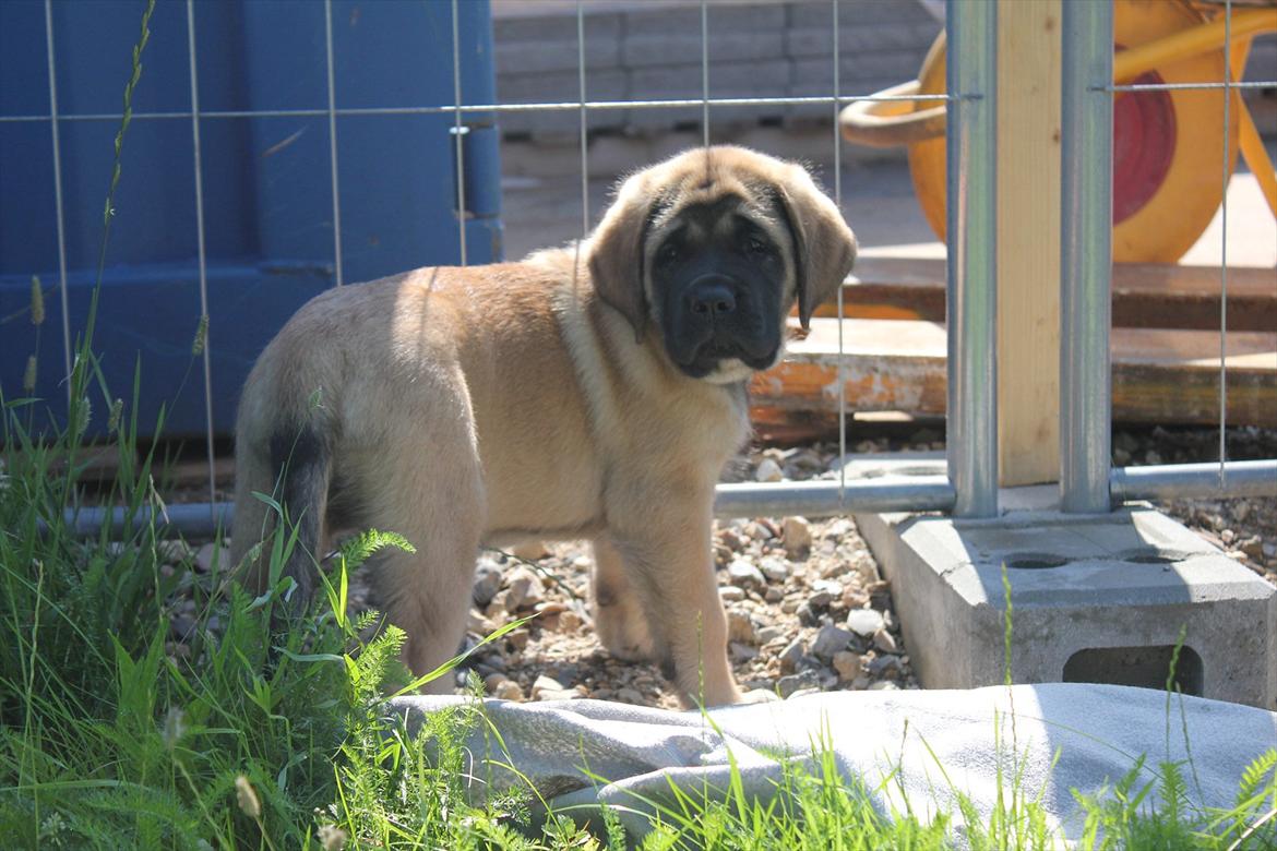 Mastiff Casa de Labranza´s Belicia "Bertha" - 8 uger billede 27