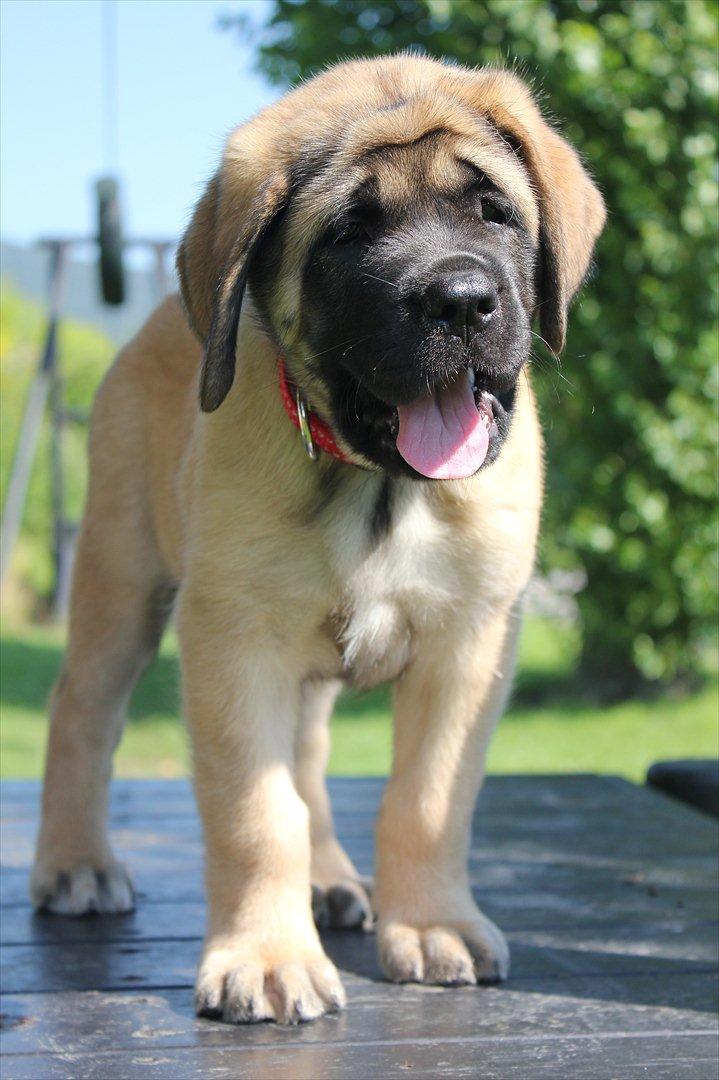 Mastiff Casa de Labranza´s Belicia "Bertha" - 8 uger billede 24