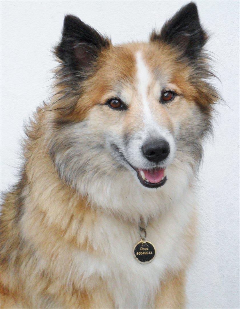 Islandsk fårehund Linus billede 1