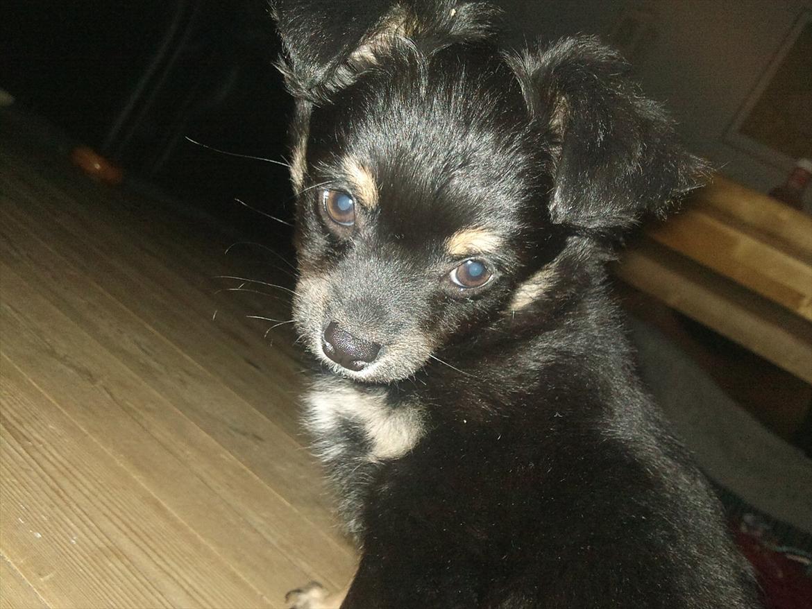 Chihuahua Tyson  - Min lille skat, der er model :-) billede 1