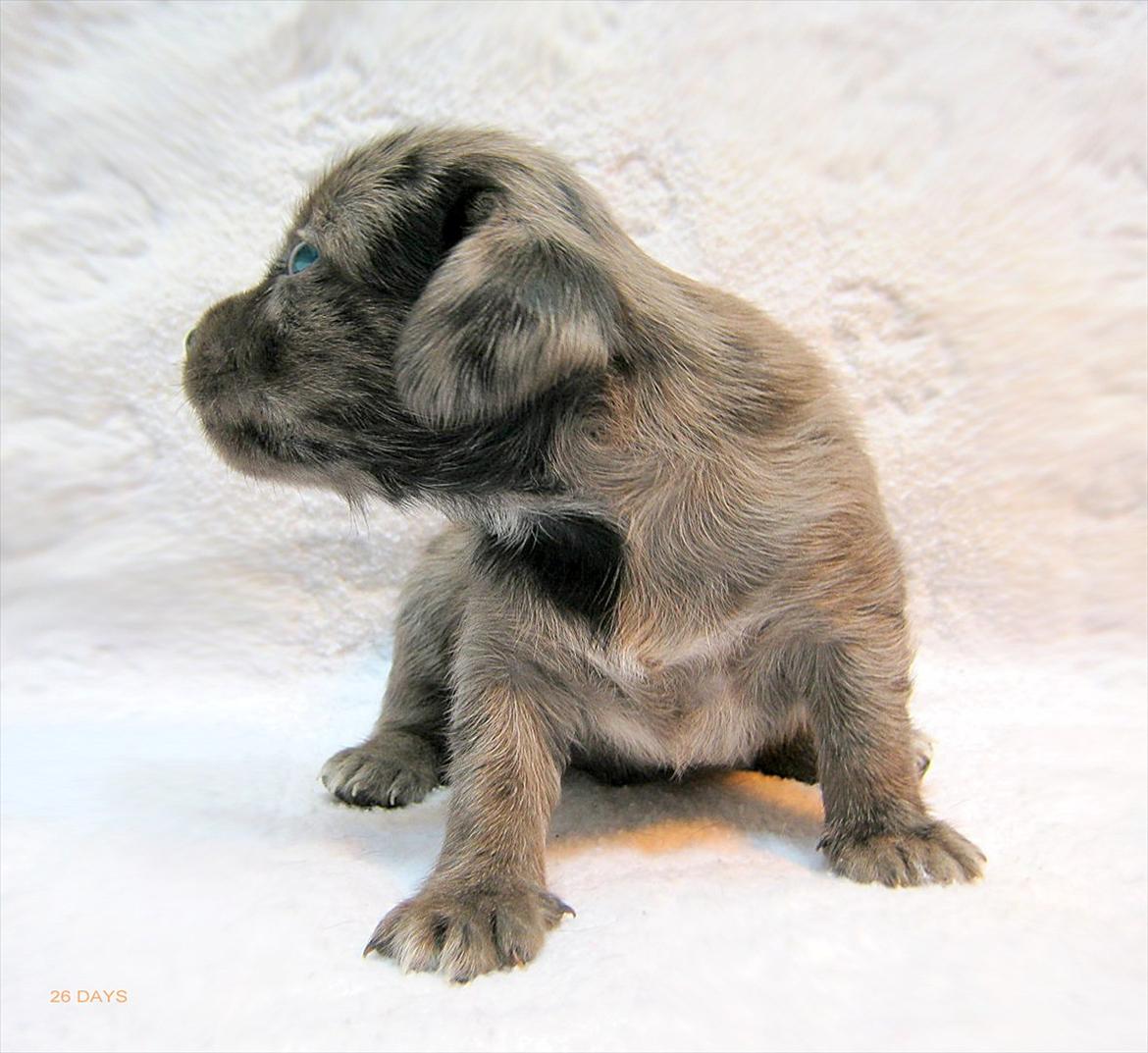 Blanding af racer Þrándr Shadow billede 6