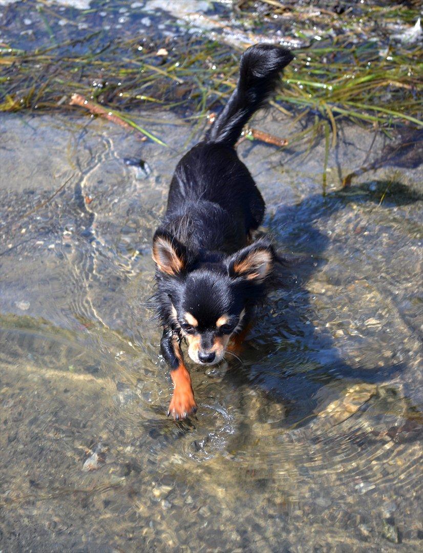 Chihuahua Mickey billede 16