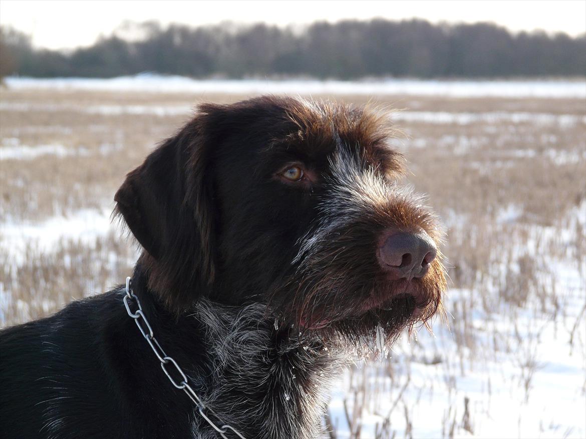 Ruhåret hønsehund Capella billede 1