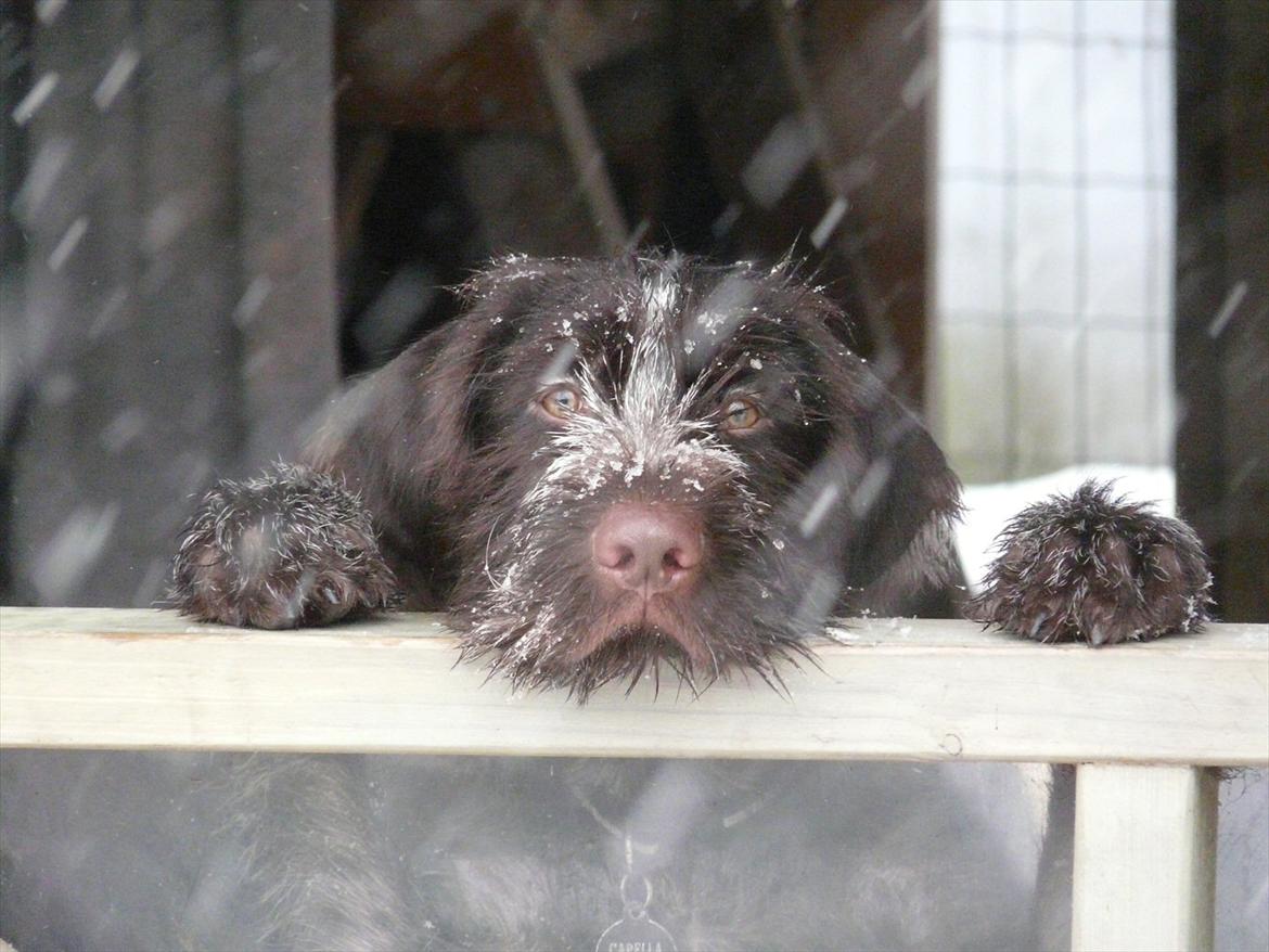 Ruhåret hønsehund Capella billede 2