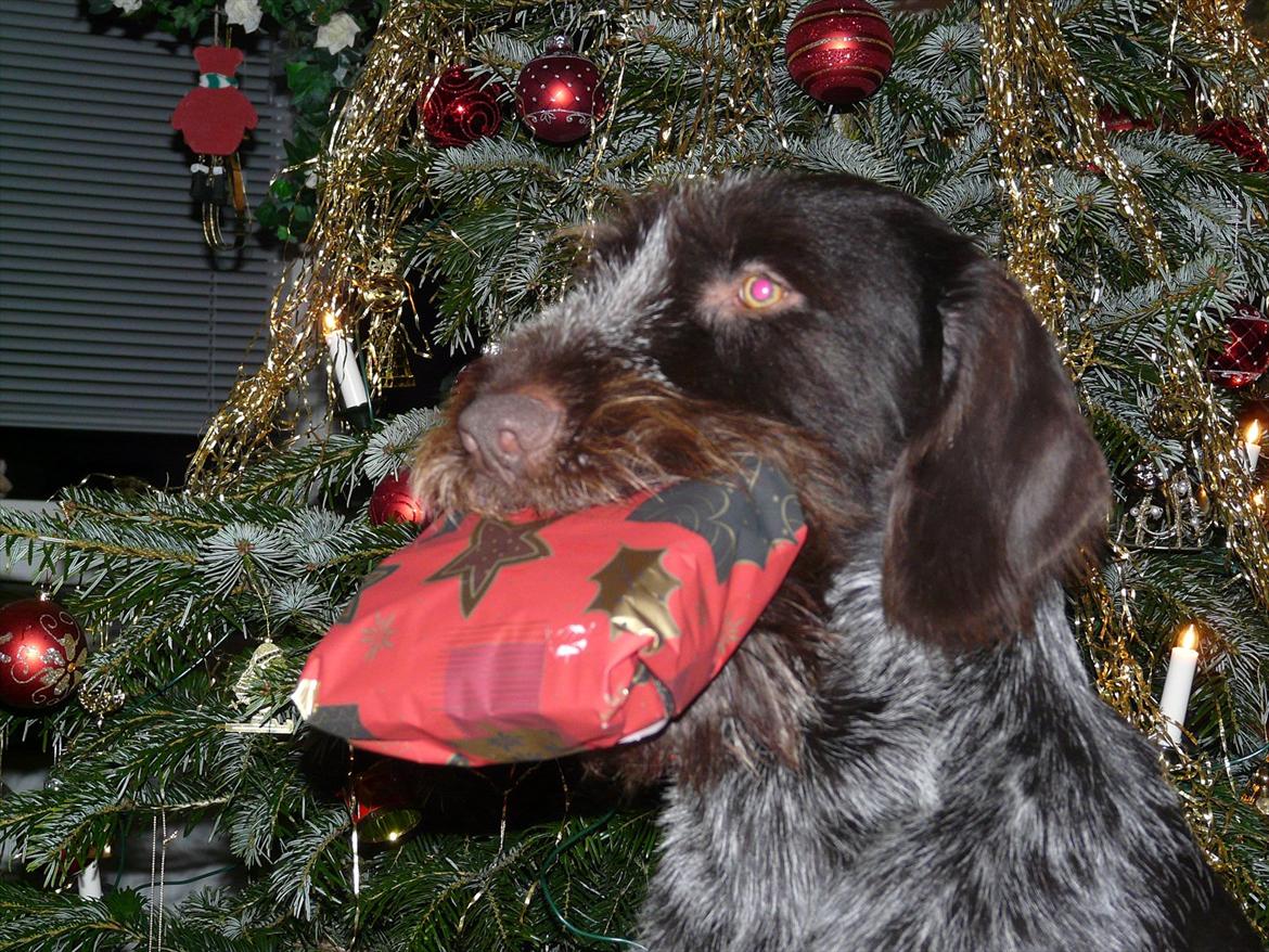 Ruhåret hønsehund Capella billede 4