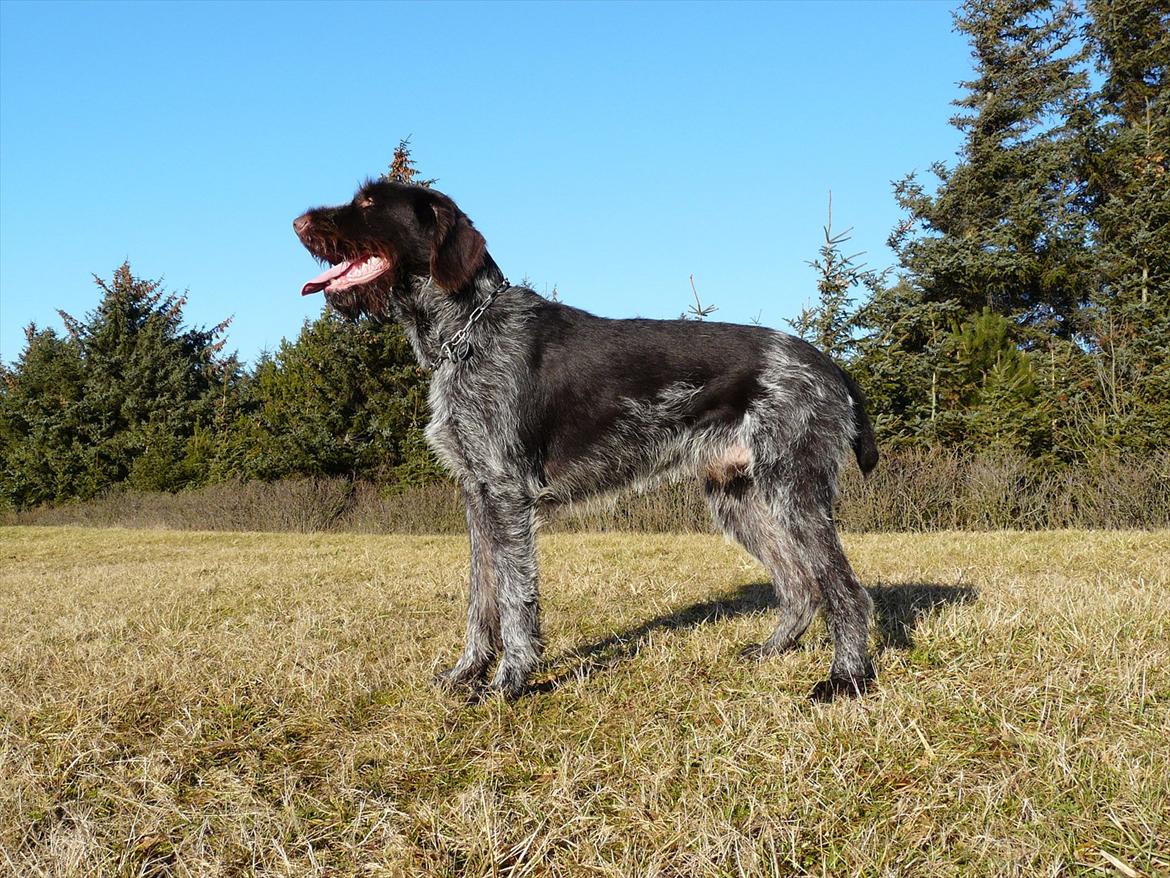 Ruhåret hønsehund Capella billede 5