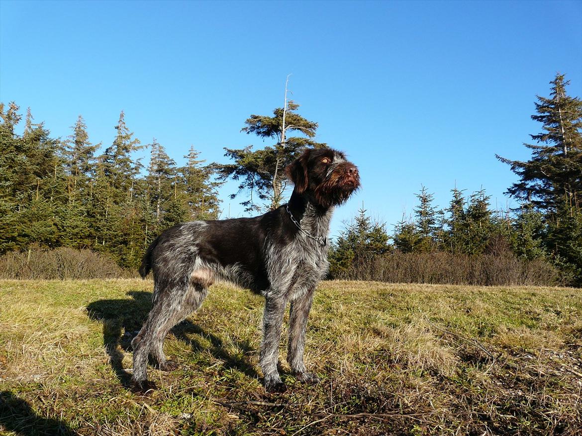 Ruhåret hønsehund Capella billede 6