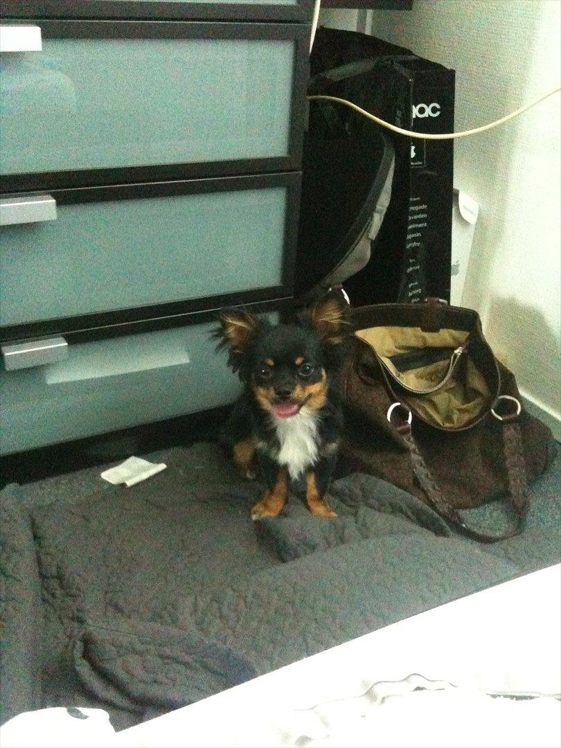 Chihuahua Niko billede 15