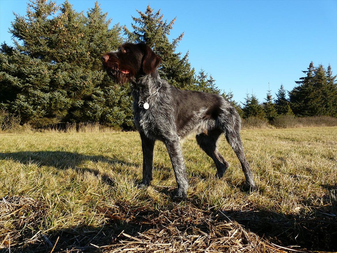 Ruhåret hønsehund Capella billede 7