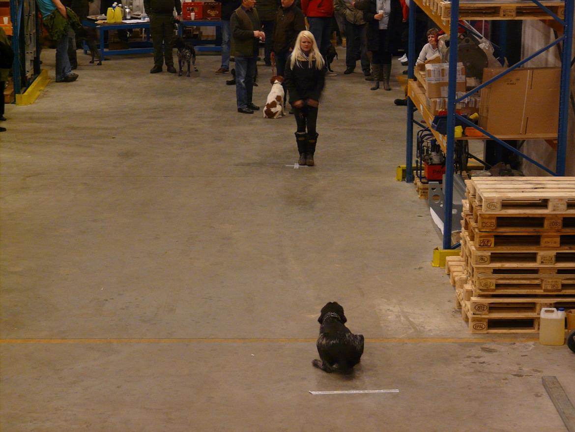 Ruhåret hønsehund Capella billede 8