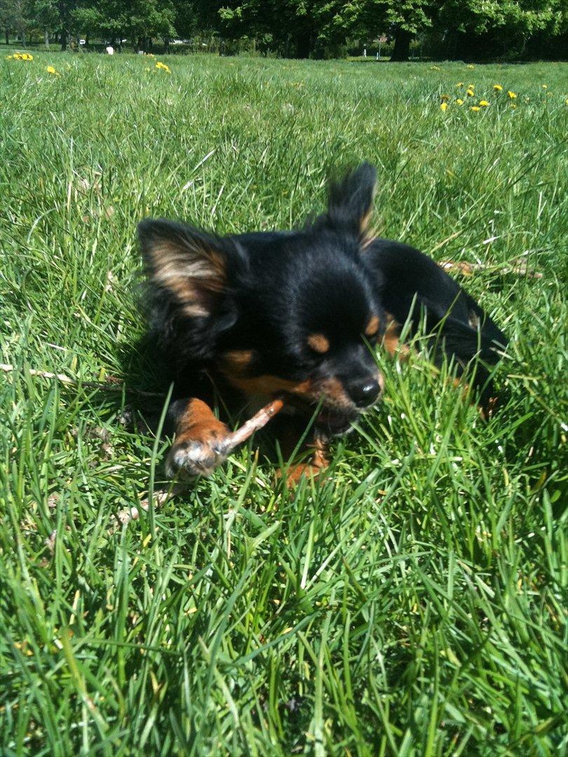 Chihuahua Niko billede 16