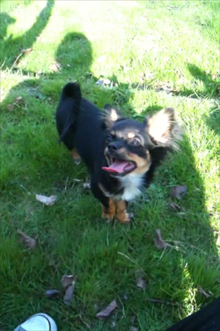 Chihuahua Niko billede 17