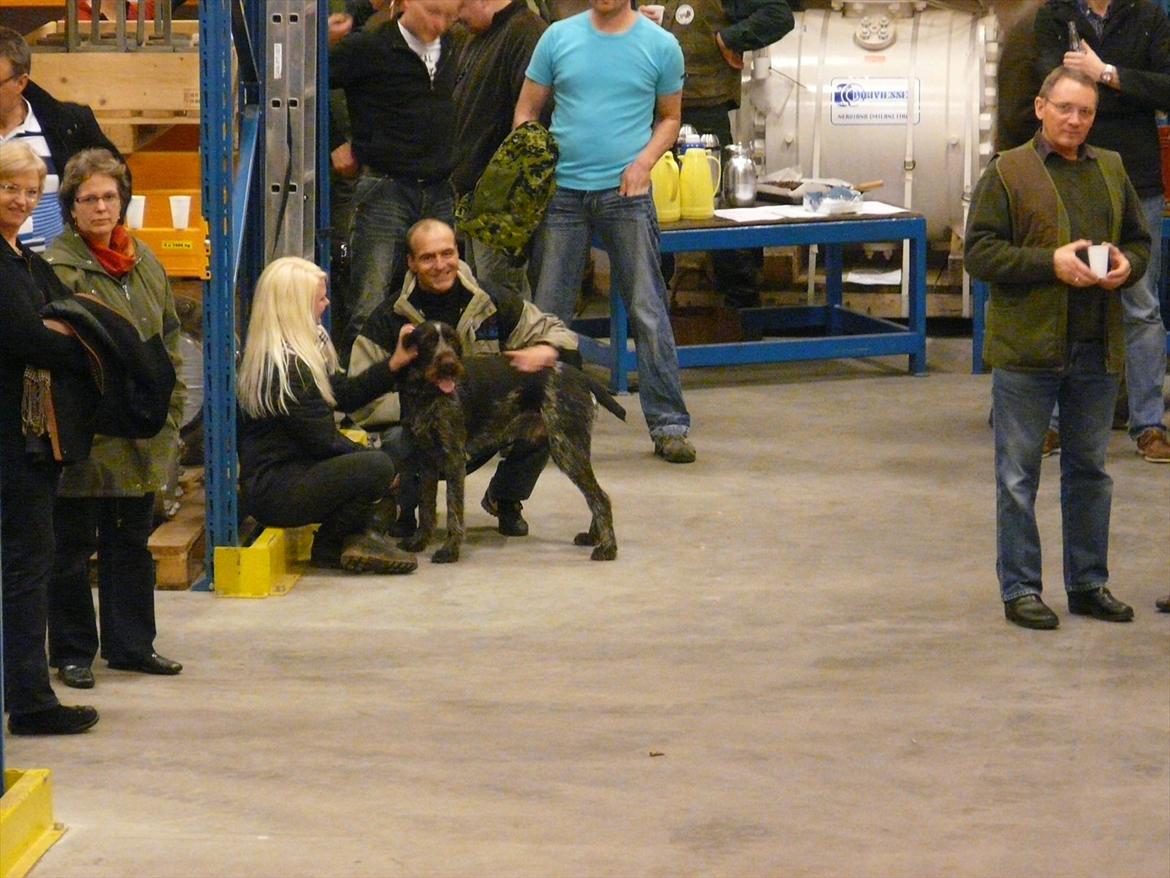 Ruhåret hønsehund Capella billede 9