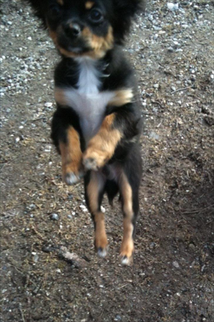 Chihuahua Niko billede 18