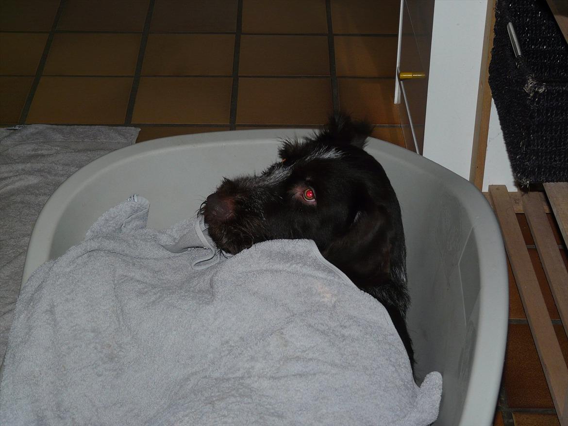 Ruhåret hønsehund Capella billede 10