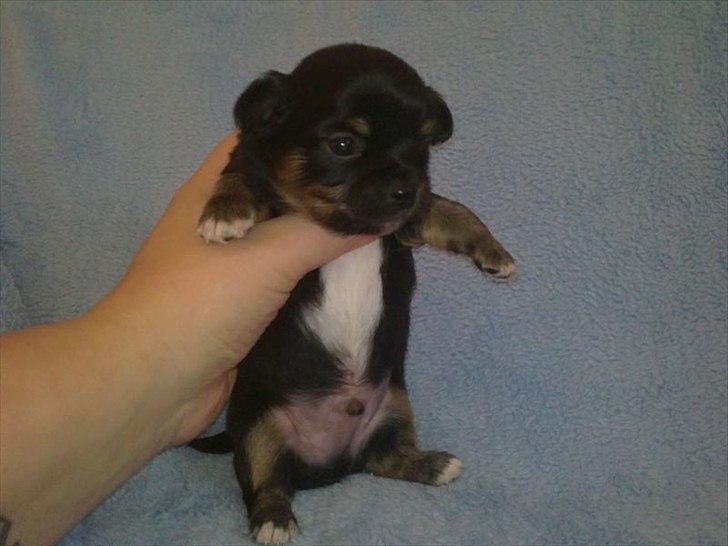 Chihuahua Niko billede 19