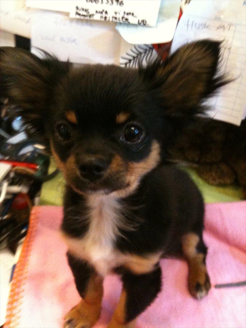 Chihuahua Niko billede 20