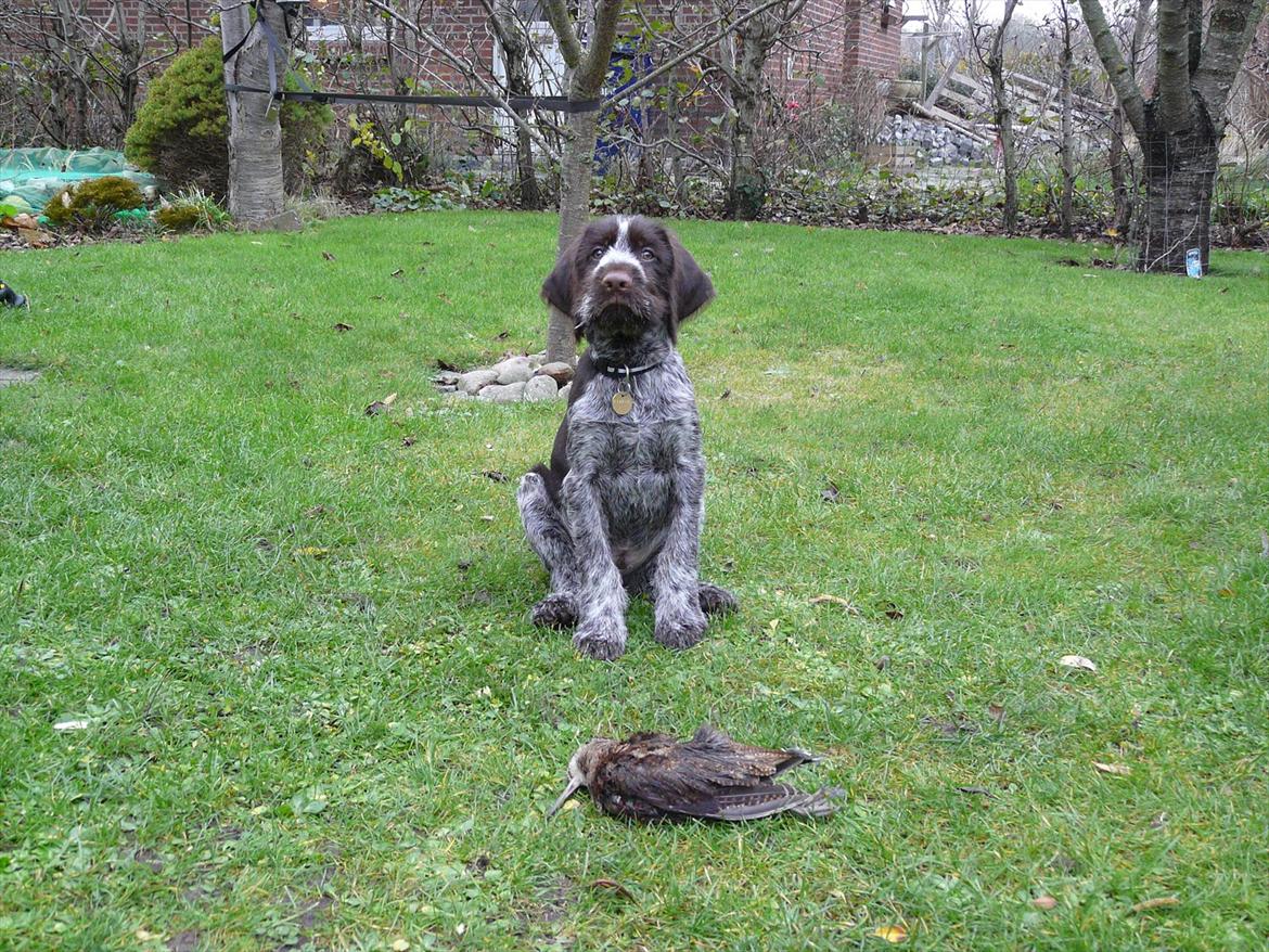 Ruhåret hønsehund Capella billede 11