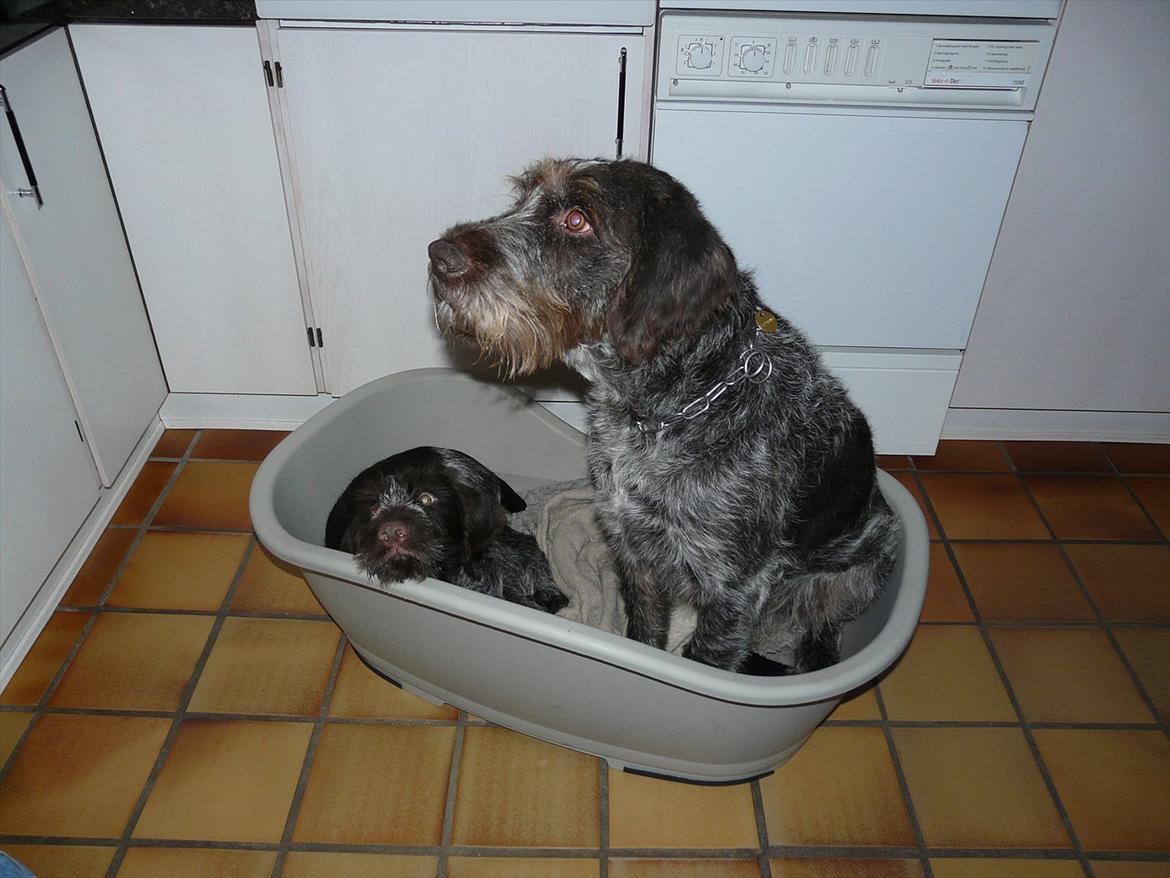 Ruhåret hønsehund Capella billede 12