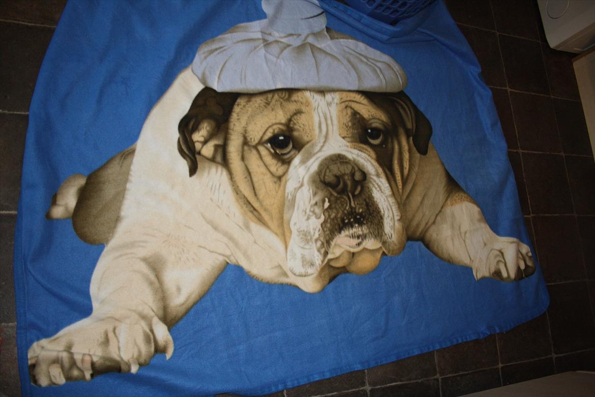 Engelsk bulldog Hertha. R.I.P 26-06-2012 billede 14