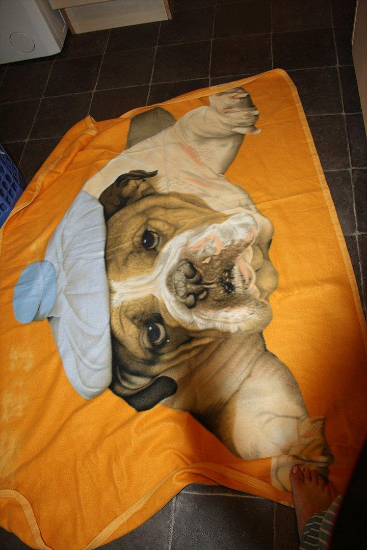 Engelsk bulldog Hertha. R.I.P 26-06-2012 billede 15