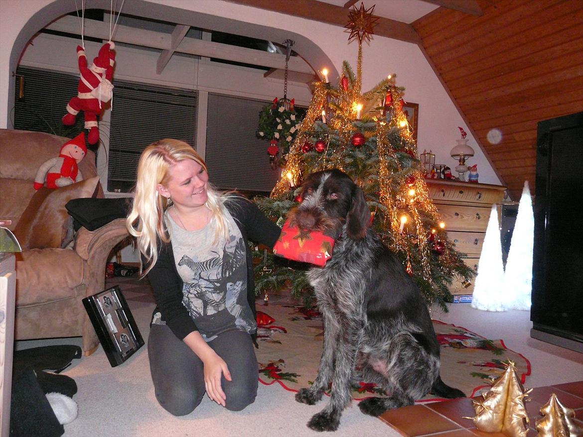 Ruhåret hønsehund Capella billede 14