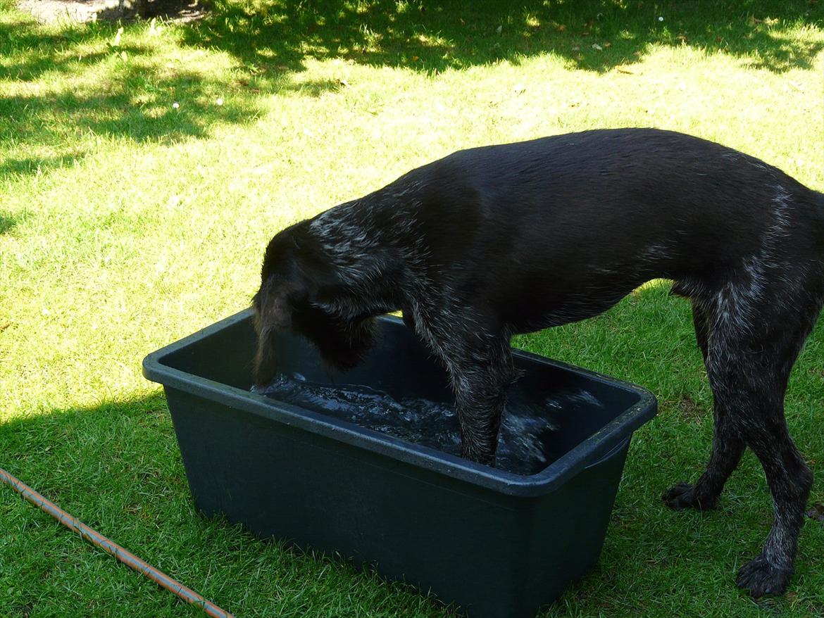 Ruhåret hønsehund Capella billede 15
