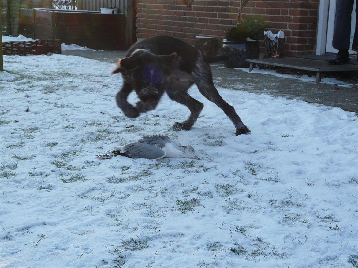 Ruhåret hønsehund Capella billede 16