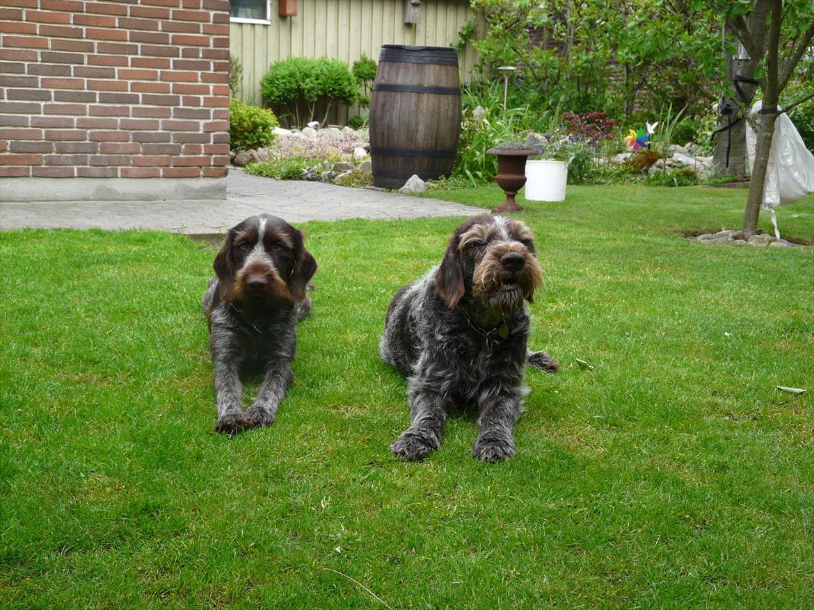 Ruhåret hønsehund Capella billede 17