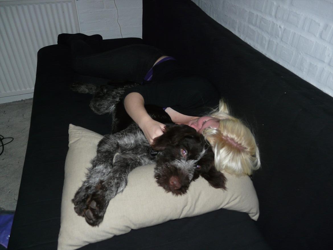 Ruhåret hønsehund Capella billede 18