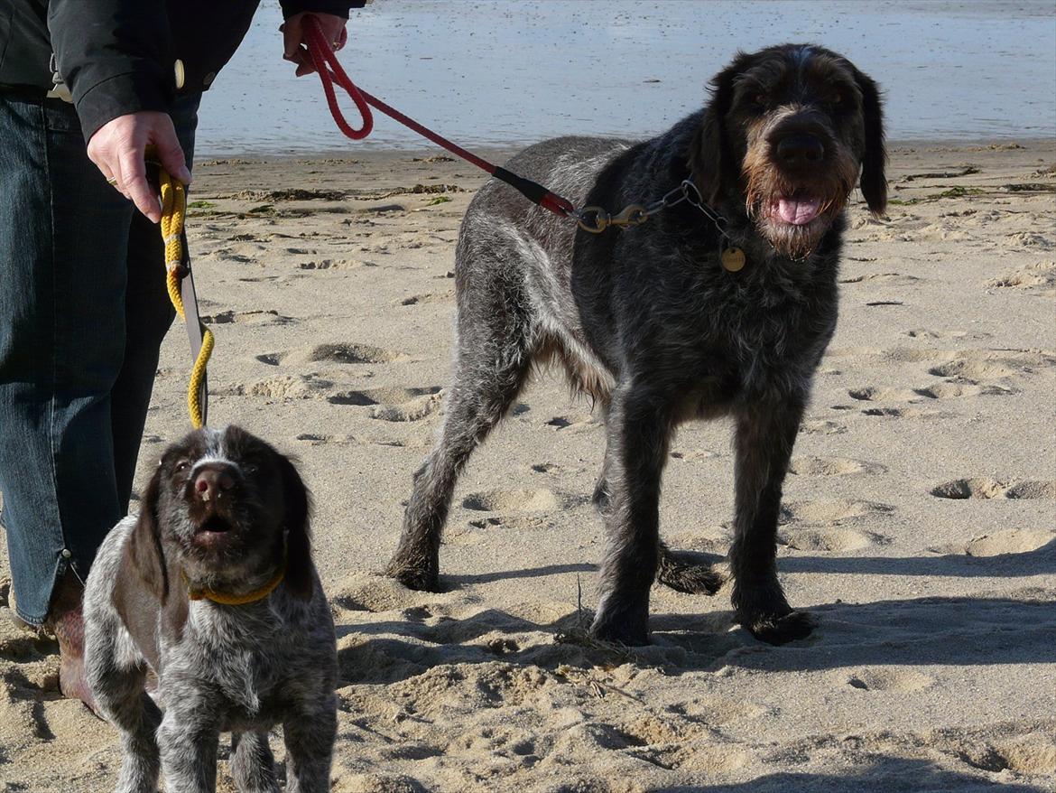 Ruhåret hønsehund Capella billede 19