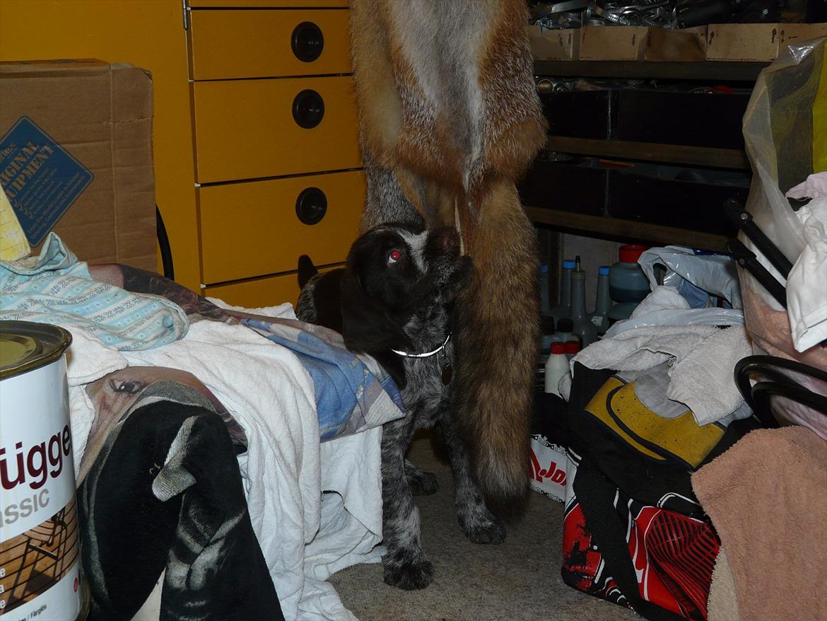 Ruhåret hønsehund Capella billede 20