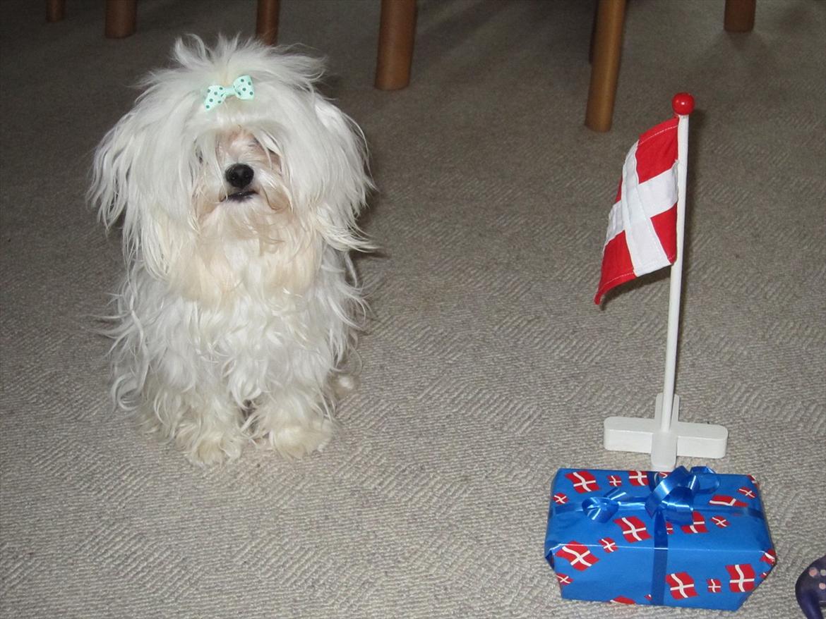 Malteser Felix - Så blev jeg 1 år. Min første fødselsdag billede 15