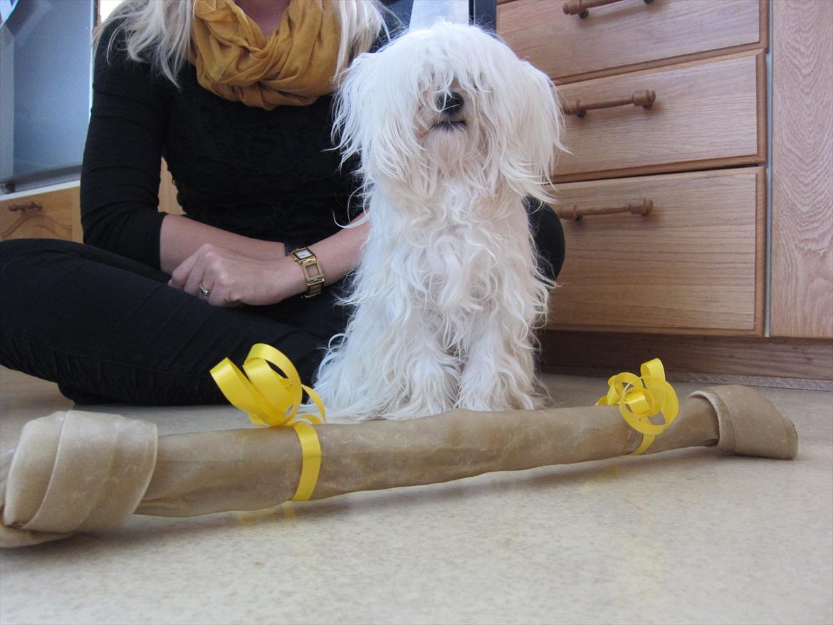 Malteser Felix - Mig på min 1 års fødselsdag, med en af mine gaver billede 16