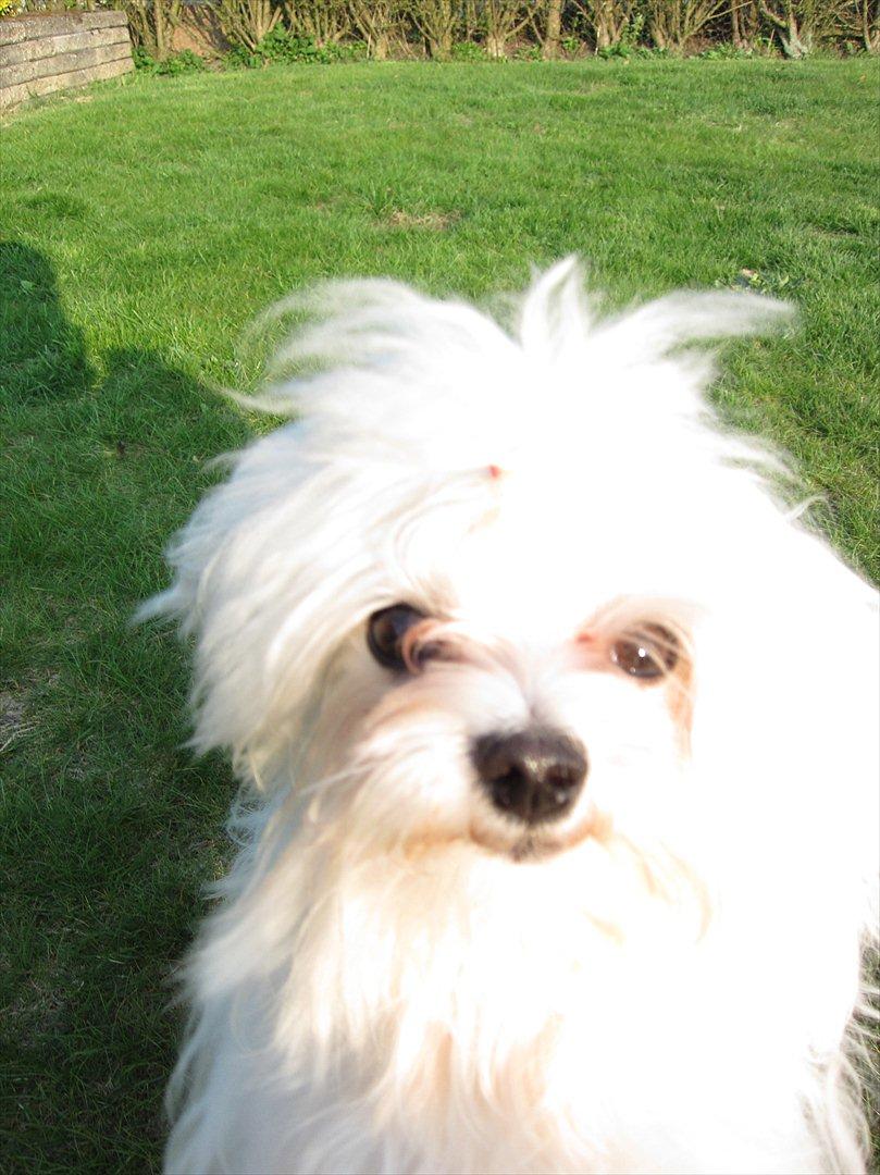 Malteser Felix billede 17