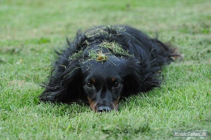 Miniature gravhund Molly - //Foto: Josephine Elisø Mors.  billede 9