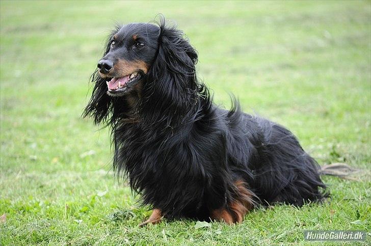 Miniature gravhund Molly - //Foto: Josephine Elisø Mors.  billede 8