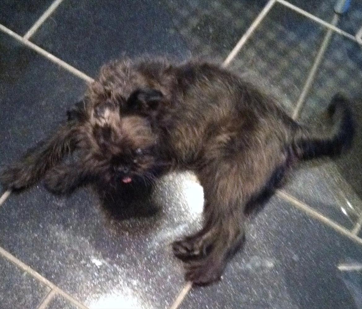 Griffon belge High Fly Barney - barney 11 mdr billede 2