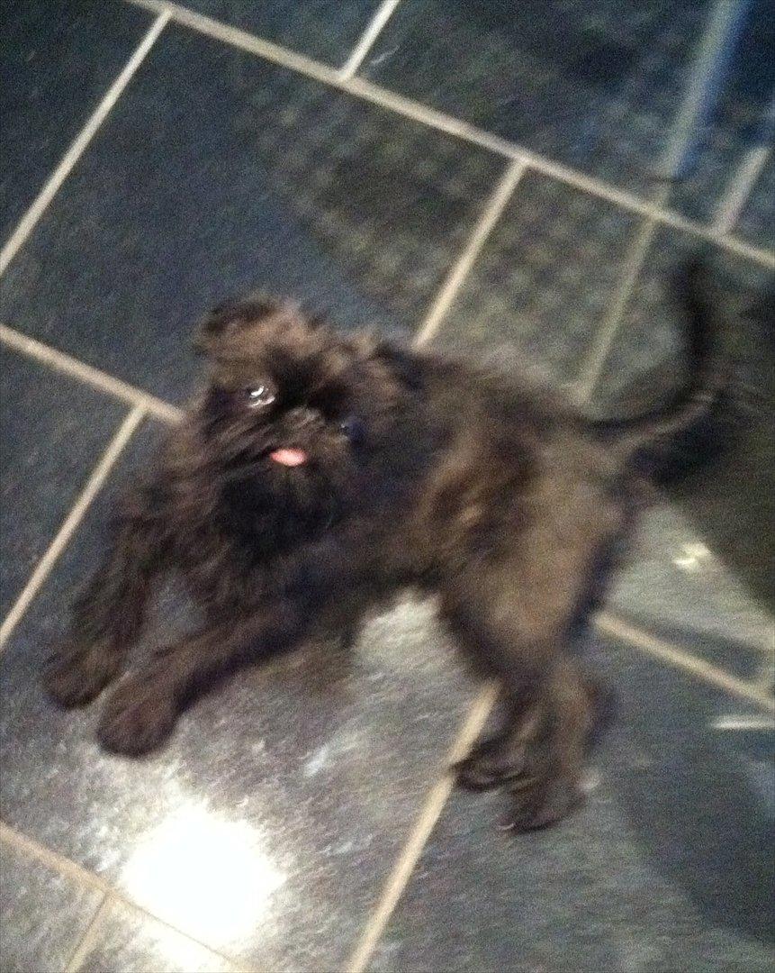 Griffon belge High Fly Barney billede 3