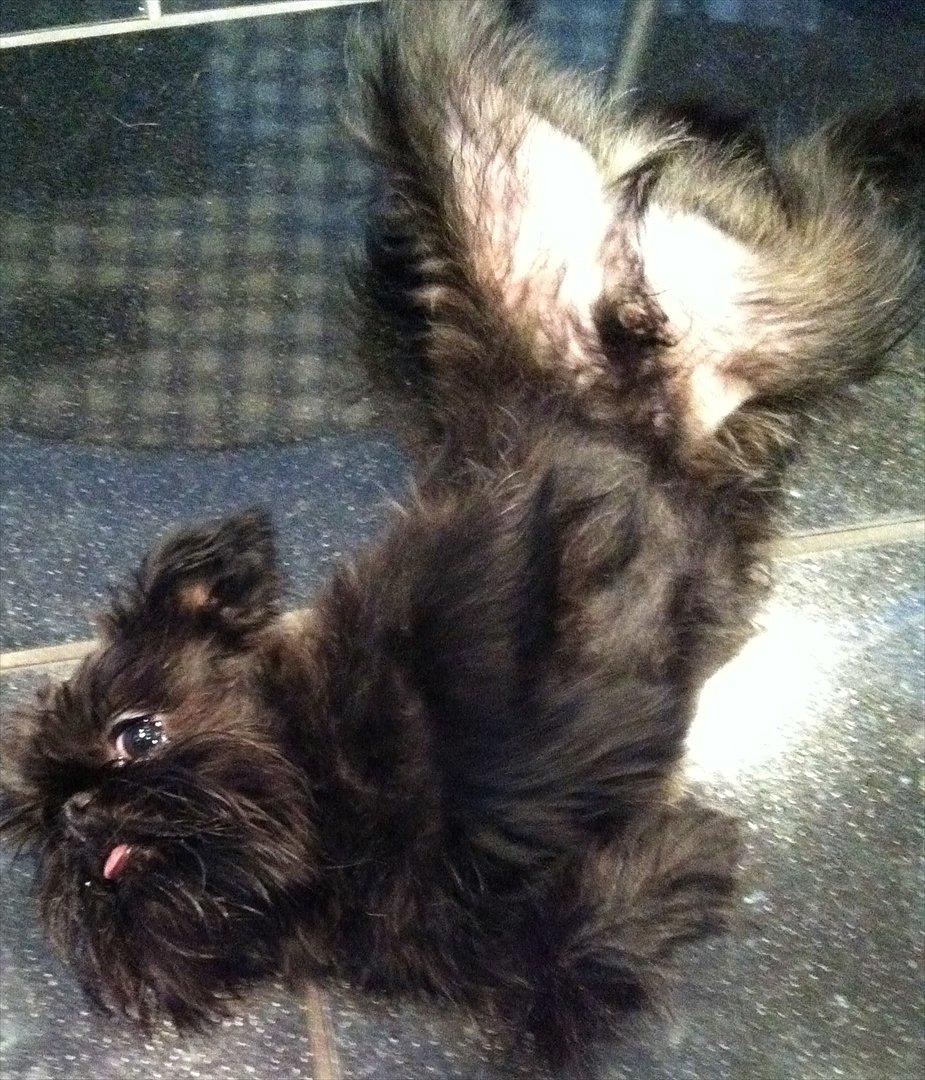 Griffon belge High Fly Barney billede 4