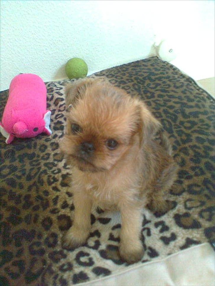 Griffon belge High Fly Barney - fifi's hvalp 6 uger billede 5