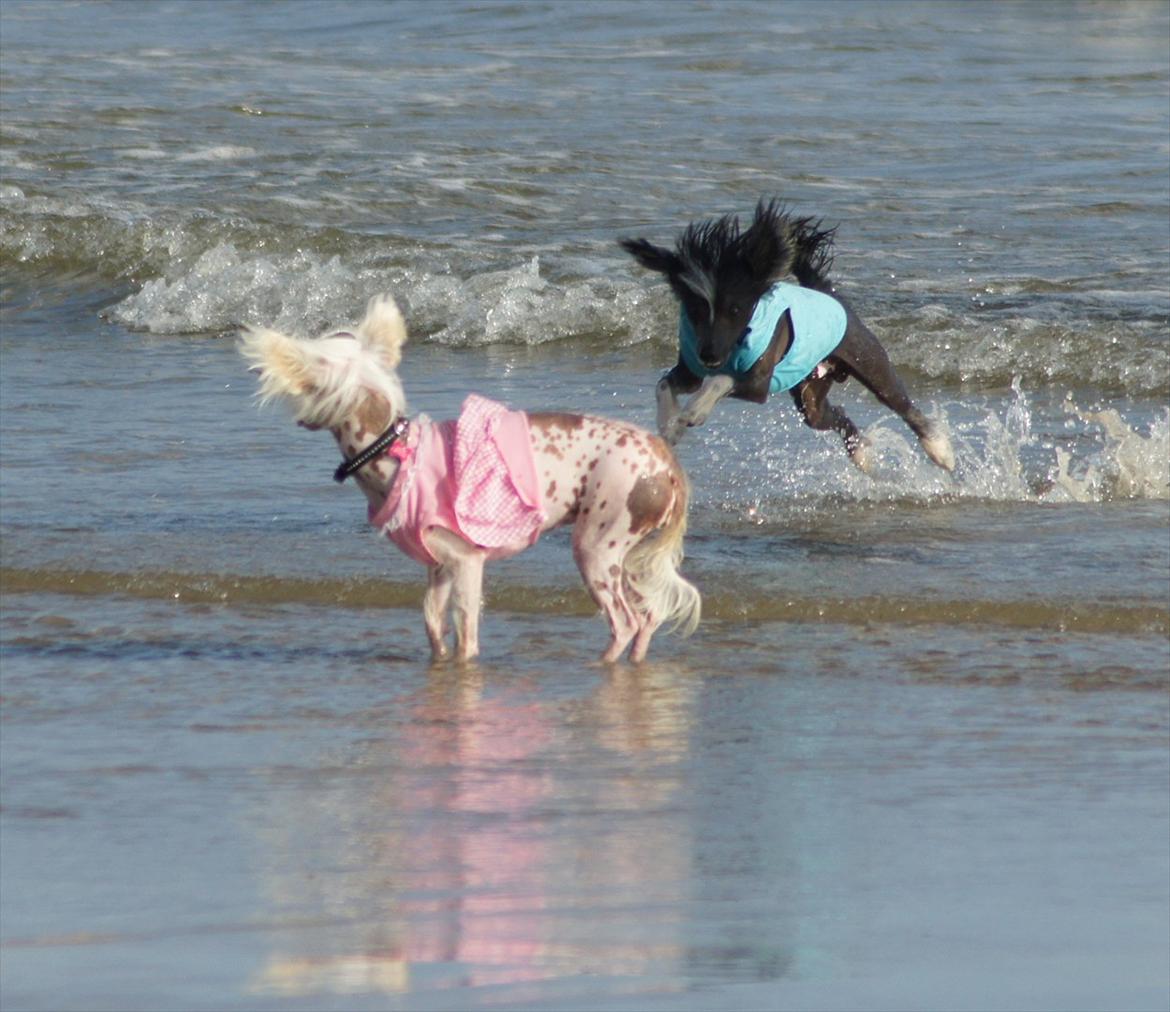 Chinese crested hårløs "Zimba" Valentin Knudsen - 2011  billede 6