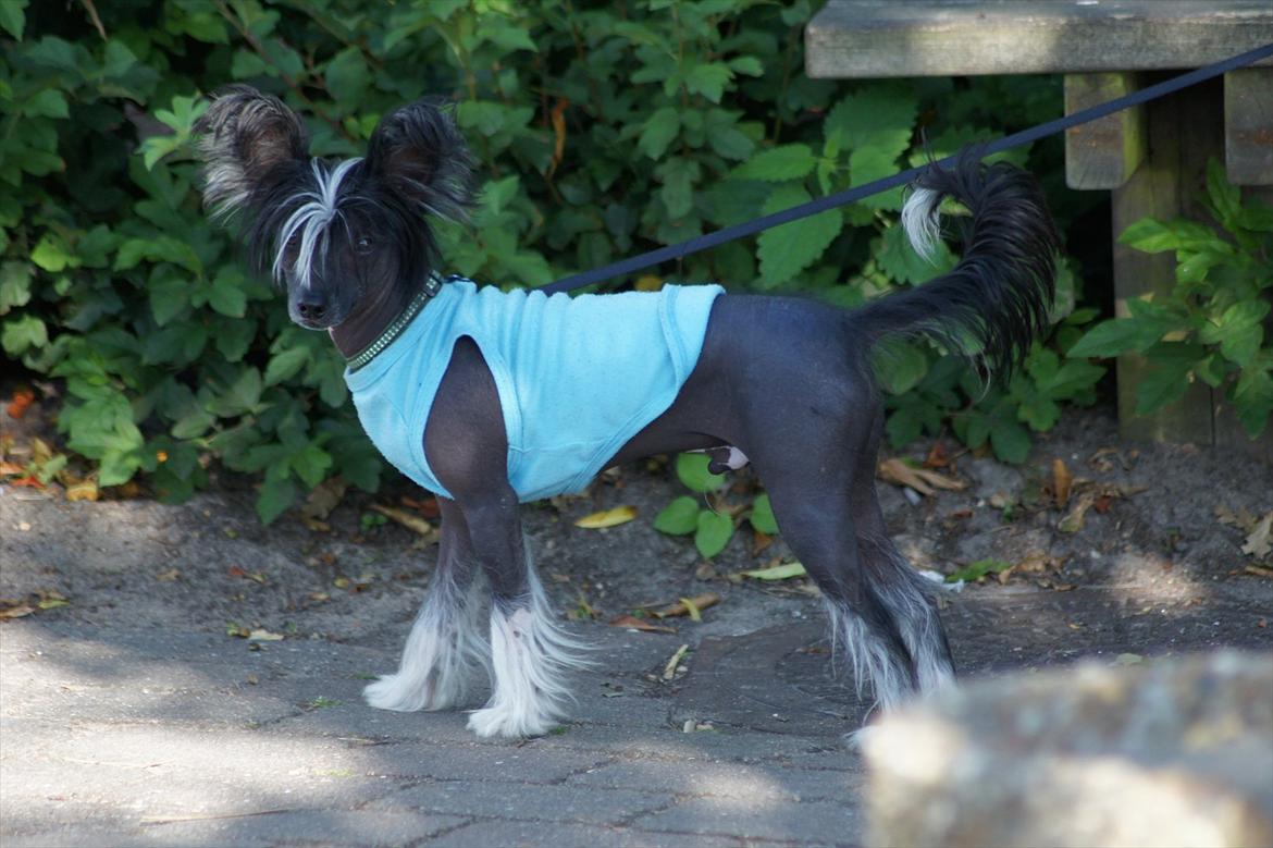 Chinese crested hårløs "Zimba" Valentin Knudsen - 2011 billede 7